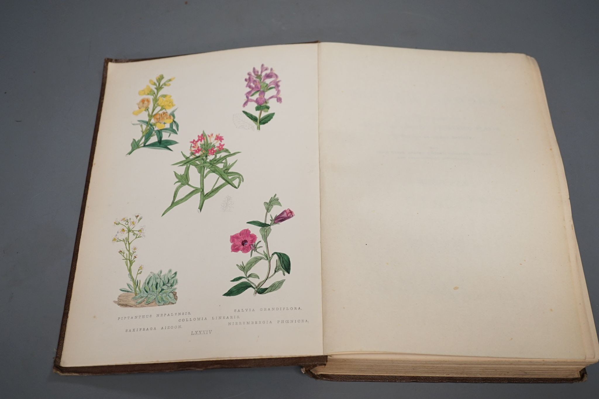 Maund, B. - The Botanic Garden.....vol.III. 40 hand coloured plates (with guards); publisher's gilt pictorial and blind decorated cloth. 1878
